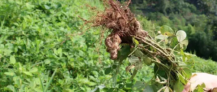 花生种植时间和生长期