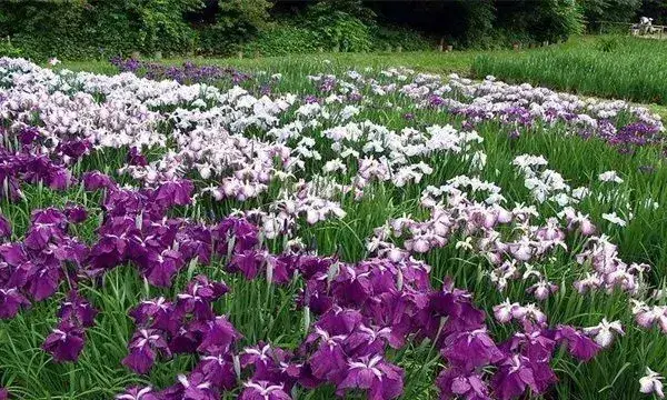 鸢尾的种植方法介绍