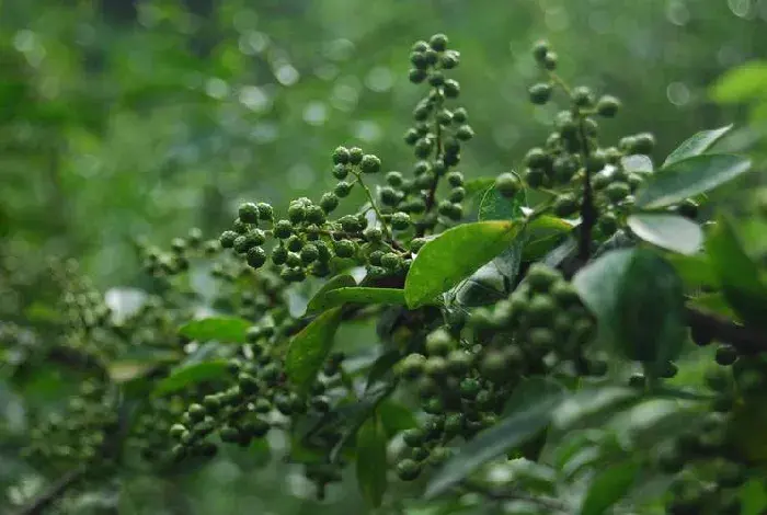 花椒如何栽植能高产？