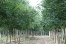国槐花的价值