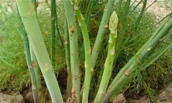 芦笋高产无公害种植技术