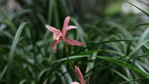 2018种兰花赚钱吗？兰花种植的利润与投资成本及前景预测