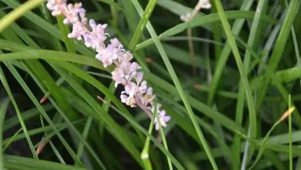 2018种麦冬赚钱吗？麦冬种植的利润与投资成本及前景预测