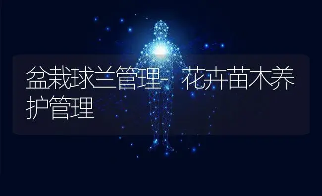 盆栽球兰管理-花卉苗木养护管理 | 植物科普