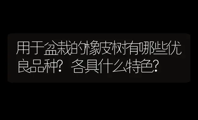 用于盆栽的橡皮树有哪些优良品种?各具什么特色? | 植物知识