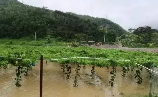 沿海地区果园的有效防风措施