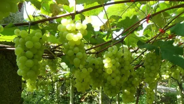 水晶葡萄怎么种 水晶葡萄种植技术与注意事项