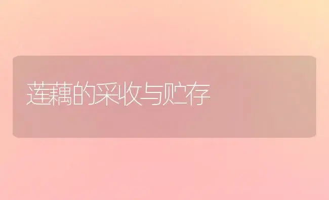 莲藕的采收与贮存 | 植物科普