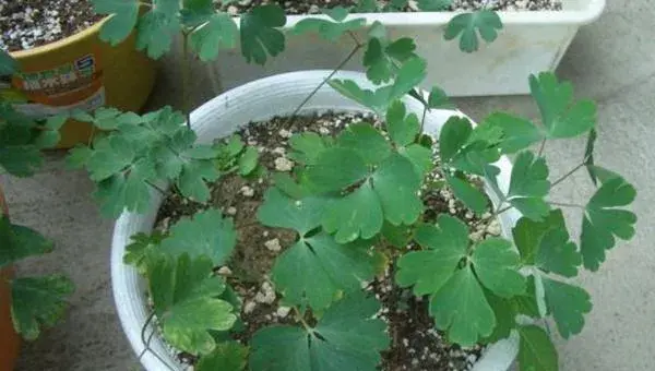 耧斗菜怎么养 盆栽耧斗菜种植方法与注意事项