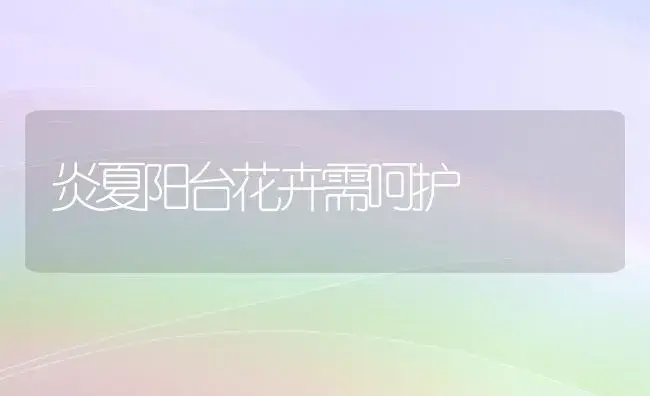 炎夏阳台花卉需呵护 | 植物知识