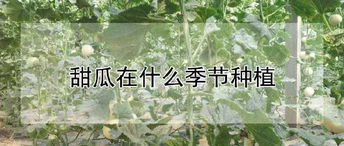 甜瓜在什么季节种植