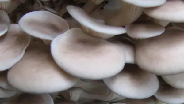 食用菌夏季栽培8个要点分享