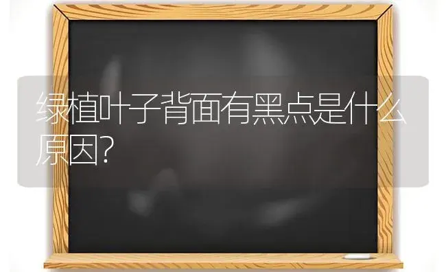 绿植叶子背面有黑点是什么原因？ | 植物问答