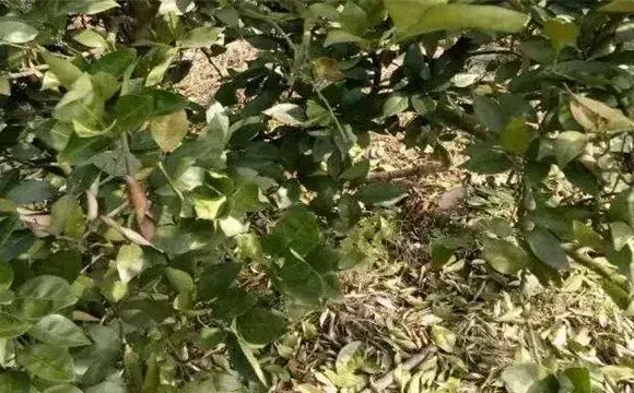 柑橘冬季异常落叶原因及防治措施介绍