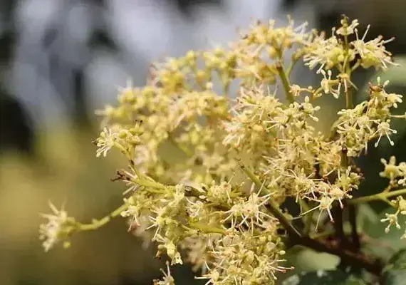 荔枝开花如何授粉？