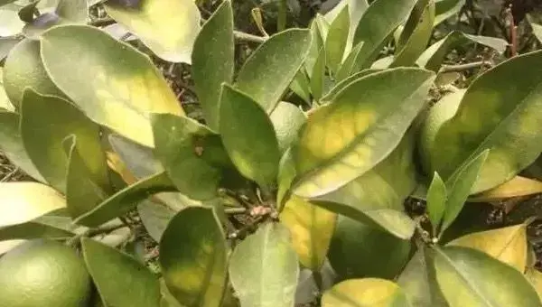 柑橘有哪些常见品种好吃