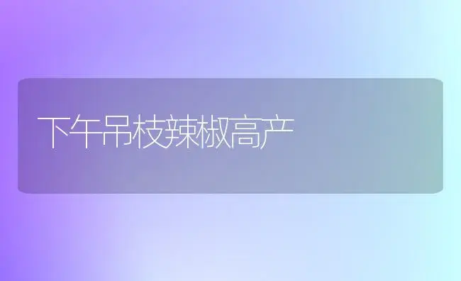 下午吊枝辣椒高产 | 植物科普