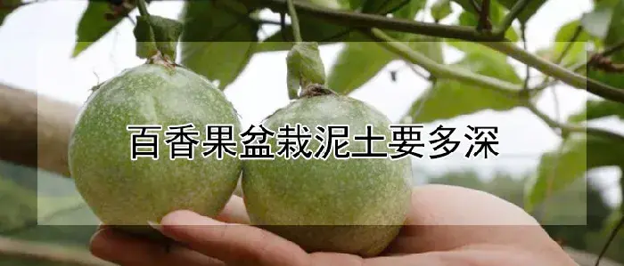 百香果盆栽泥土要多深