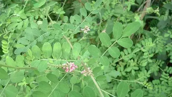 马棘种子选种育苗技巧