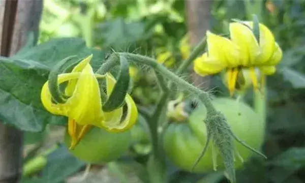 西红柿花未开先黄化是什么回事