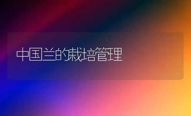中国兰的栽培管理 | 植物科普