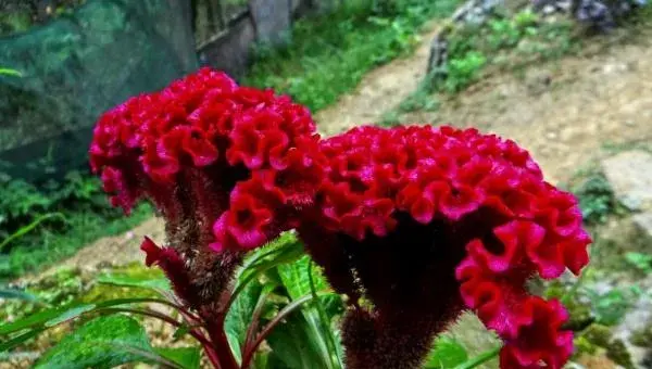 鸡冠花怎么种 鸡冠花种植方法与注意事项