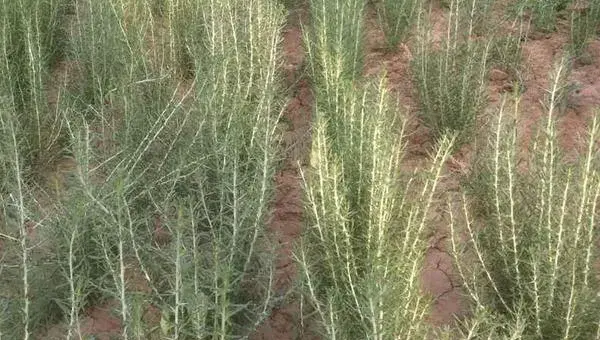 黑枸杞种植环境与条件，要求光照充足