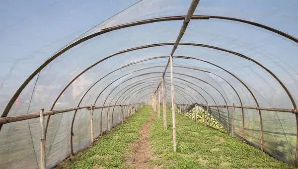 大棚野菜种植前景怎么样 哪些野菜适合大棚种植