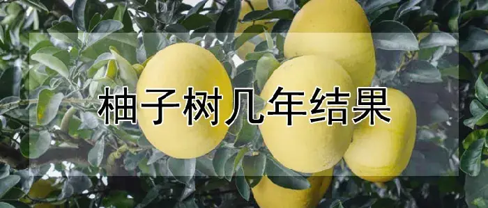 柚子树几年结果