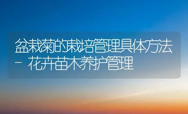 盆栽菊的栽培管理具体方法-花卉苗木养护管理 | 植物科普