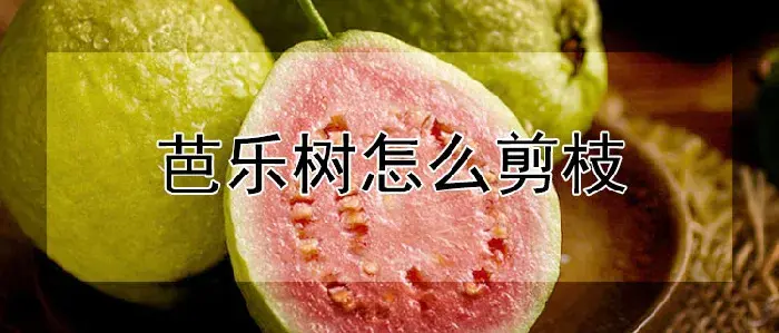 芭乐树怎么剪枝