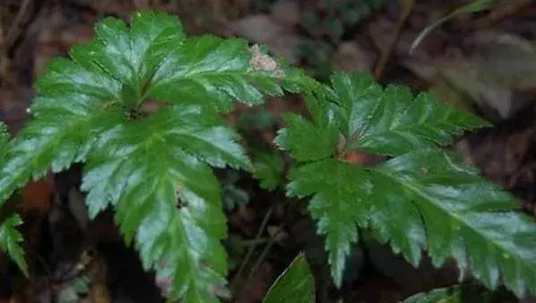 2018种黄连赚钱吗？黄连种植的利润与投资成本及前景预测