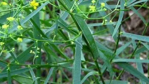 柴胡种植技术 柴胡种植时间及方法