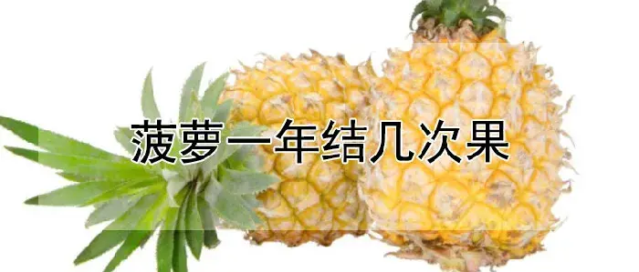 菠萝一年结几次果