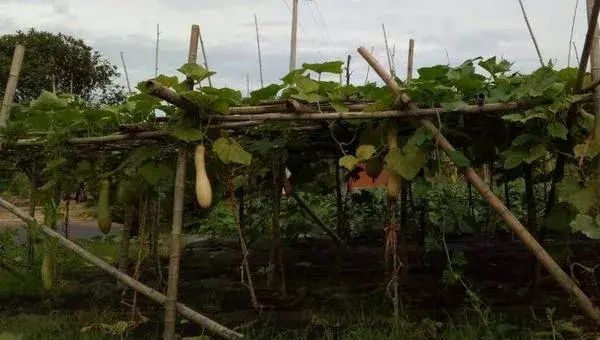 砍瓜什么季节种植 砍瓜高产栽培技术