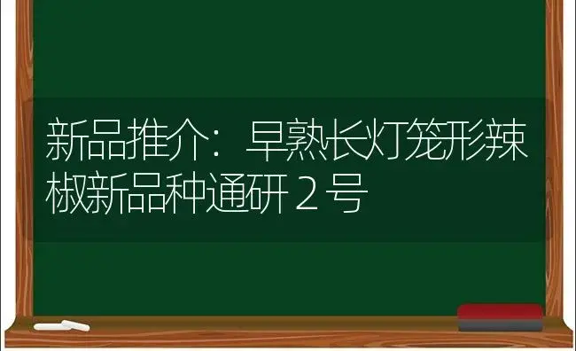 新品推介：早熟长灯笼形辣椒新品种通研２号 | 植物科普