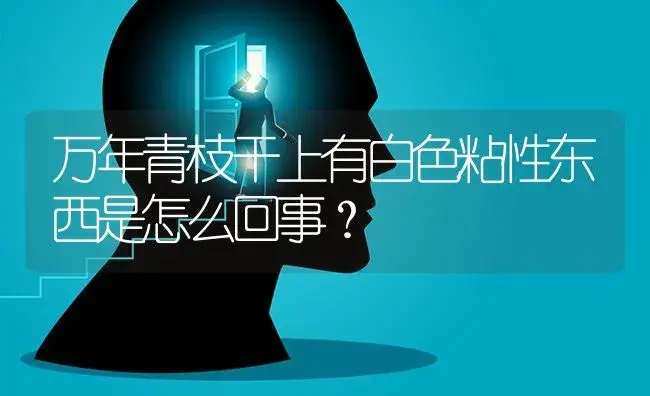 万年青枝干上有白色粘性东西是怎么回事？ | 植物问答