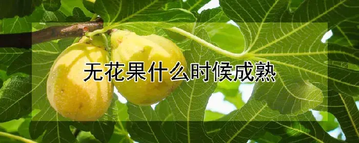 无花果什么时候成熟