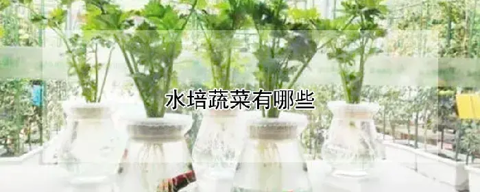 水培蔬菜有哪些