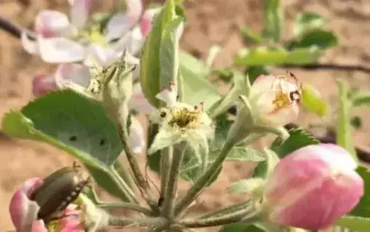 如何自制诱虫糖醋液？使用时要注意什么？