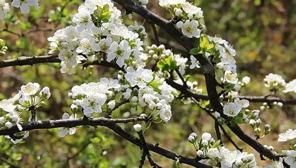 2018种李子赚钱吗？李子种植的利润与投资成本及前景预测