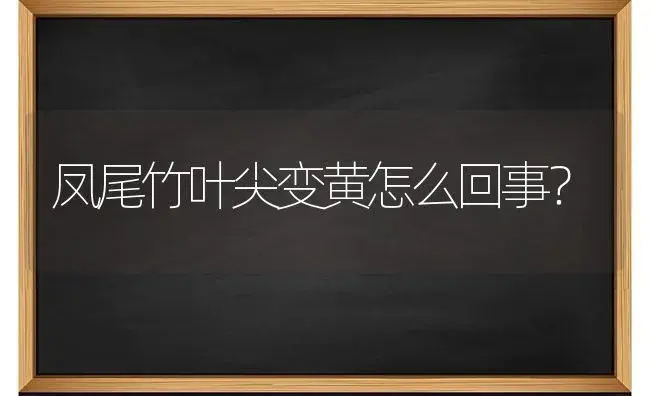 凤尾竹叶尖变黄怎么回事？ | 植物问答