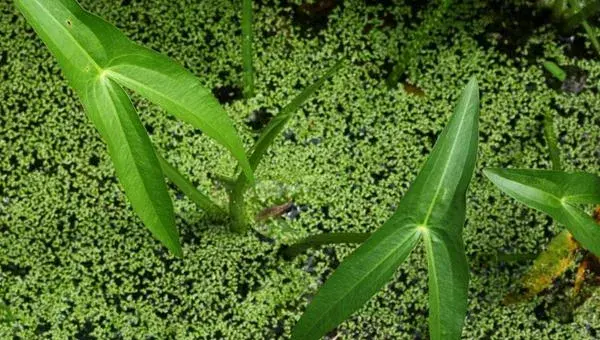 慈姑种子能种吗 慈姑种植技术