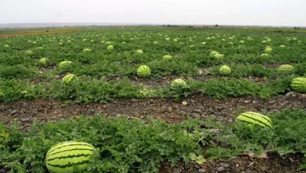 西瓜科学种植管理技术