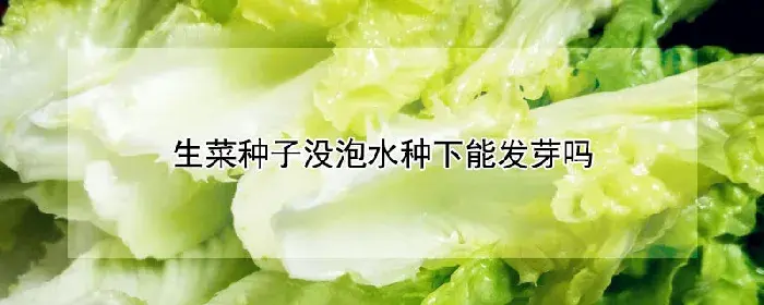 生菜种子没泡水种下能发芽吗