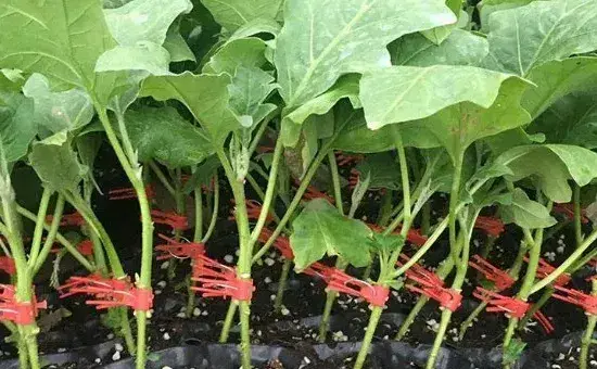 茄子苗怎么栽