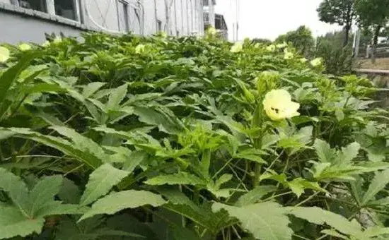 8月份黄秋葵的种植管理要点