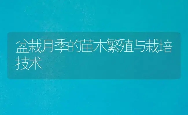 盆栽月季的苗木繁殖与栽培技术 | 植物科普