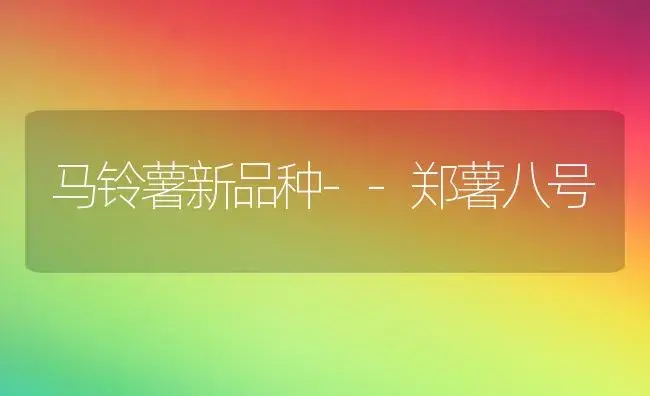 马铃薯新品种--郑薯八号 | 植物百科