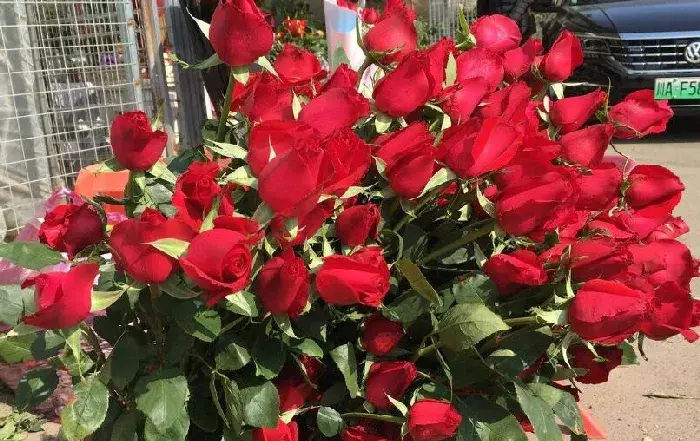 玫瑰花的种植技术 种植玫瑰花要掌握什么技术？